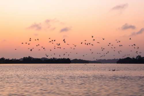 people, sea, birds, nature, landscape, trees