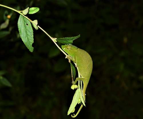 animal, chameleon, branch, outside, night, green