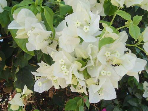 white flowers, flower gardens, decorative flowers