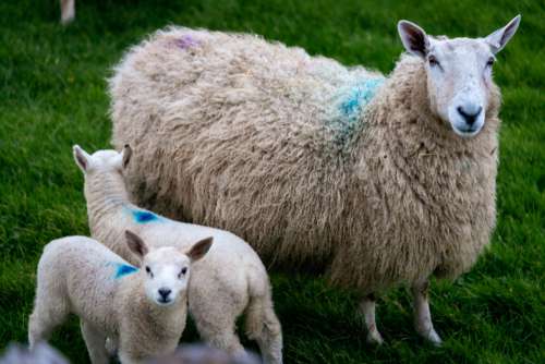 Baby Sheep Free Photo