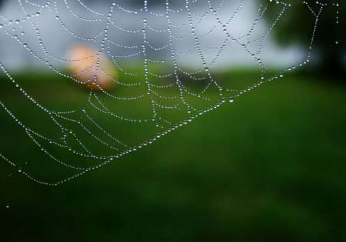 Spider Web Close Free Photo