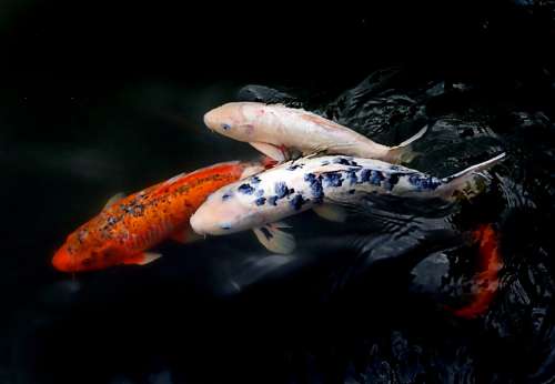 Colorful Fishes Free Photo