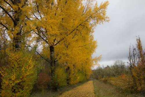 Autumn Tree Background Free Photo