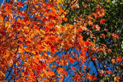 Bright Autumn Leaves Free Photo