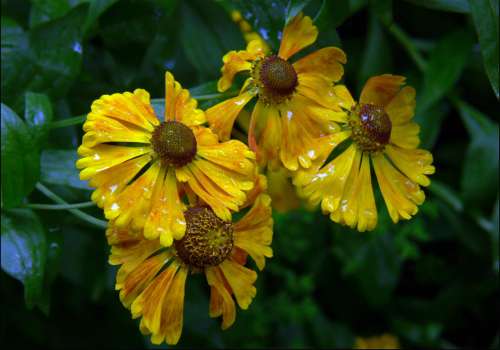 Yellow Flowers Rain Free Photo