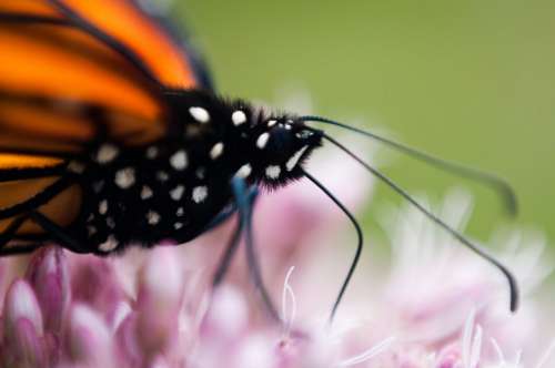 Butterfly Close up Free Photo