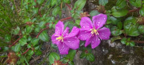 Malastar Melastome Flower