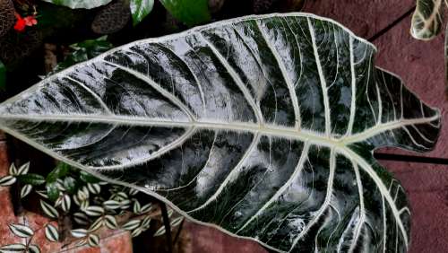 Alocasia Amazonica Green Leaf