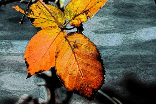 Fresco Effect On Fall Bramble Leave