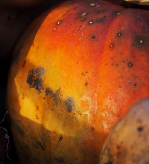 Yellow & Orange On Ripe Pumpkin