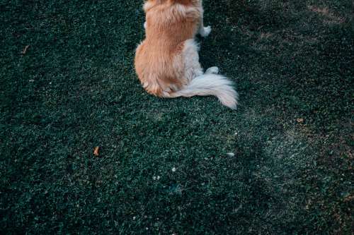 Dogs Tail On Green Grass Photo