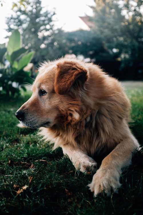 Profile Of Dog On Grass Photo
