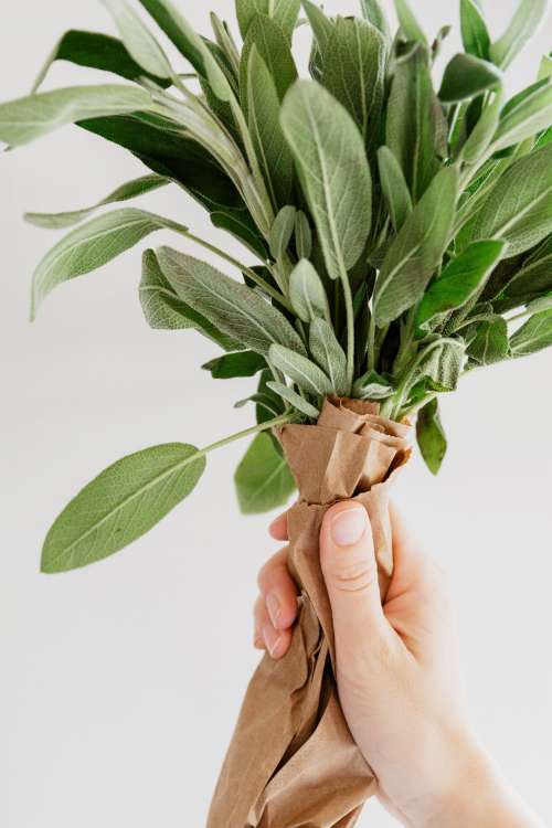 A Hand Holds A Bunch of Sage Photo