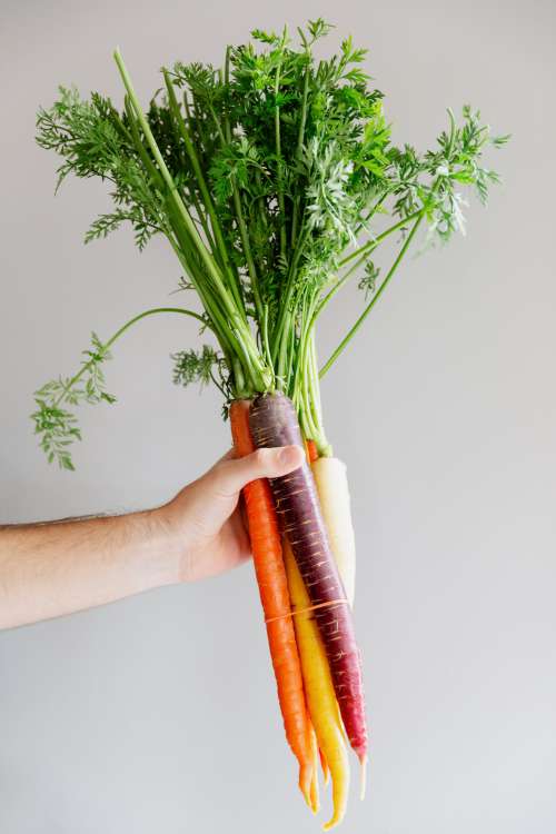 Hand Holds Rainbow Carrots Photo