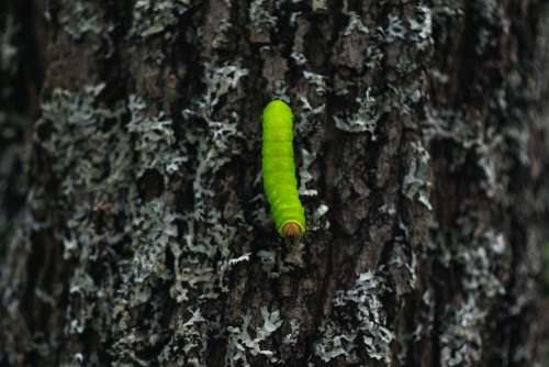 Vibrant Green Caterpillar In A Tree Photo