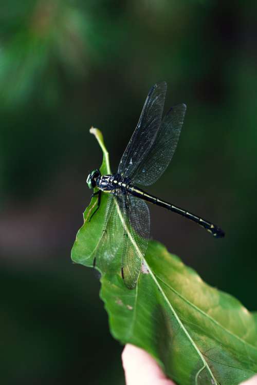 Bright Green Leaf With A Dragonfly Photo