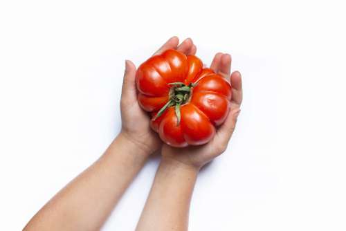 Small Hands Cradle A Very Large Tomato Photo