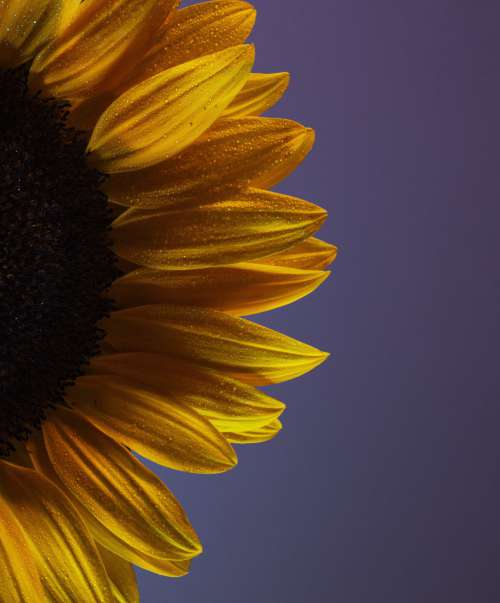 Single Sunflower After Rainfall Photo