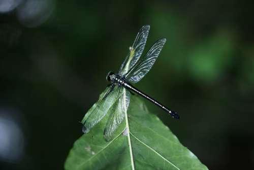 A Dragonfly Sits On The Tip Of A Leaf Photo