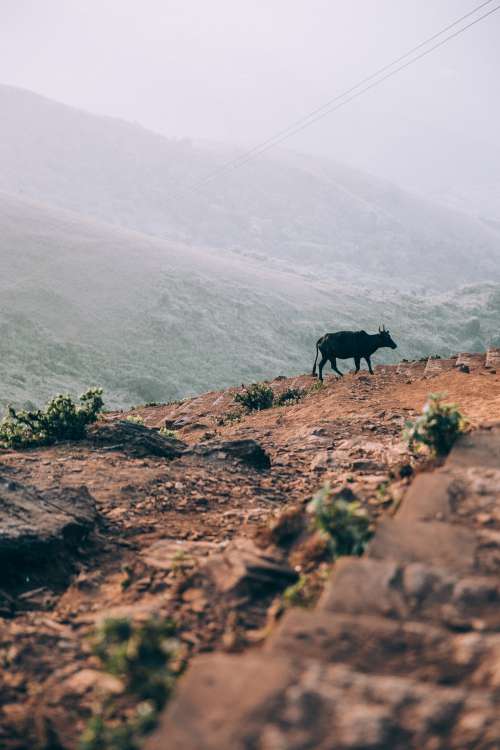 Cow Walks Up Rust Colored Hill Photo