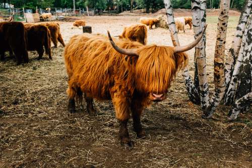 A Highland Cow Stands In A Farm Photo
