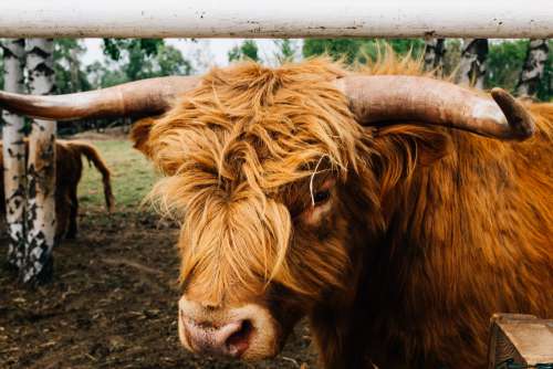 Portrait Of A Brown Highland Cow Photo
