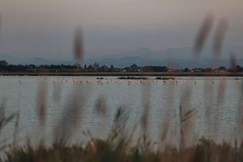 Flamingos Standing In Water With Mountains In Distance Photo