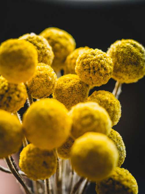 Close Up Of Tansy Flowers Photo