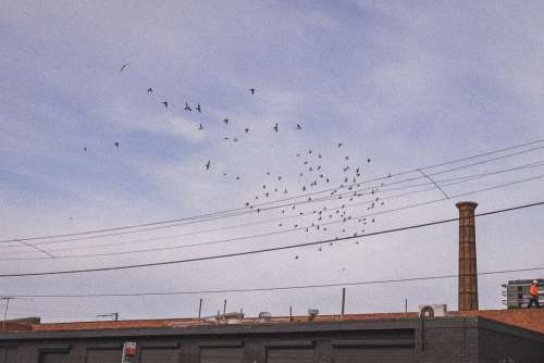 Film Grain And Flock Of Birds Photo