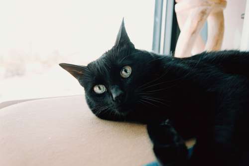 Close Up Of Black Cat Portrait Photo