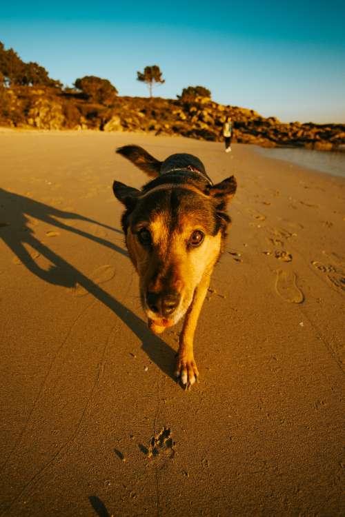 Doggo On A Beach Walk Photo