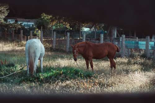 Horses Seen Through Farm Fence Photo