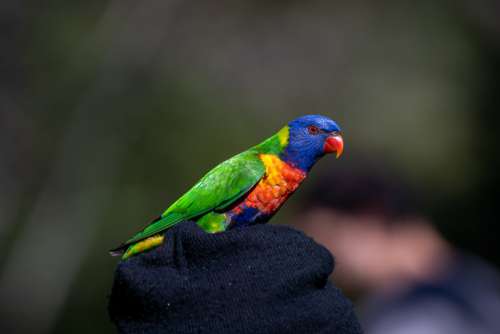Close Up Of Small Colorful Parrot Photo