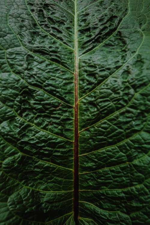 Macro Photo Of Grean And Brown Leaf Photo
