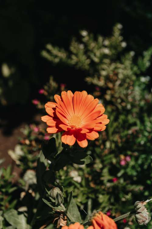 Orange Colored Daisy In Garden Photo