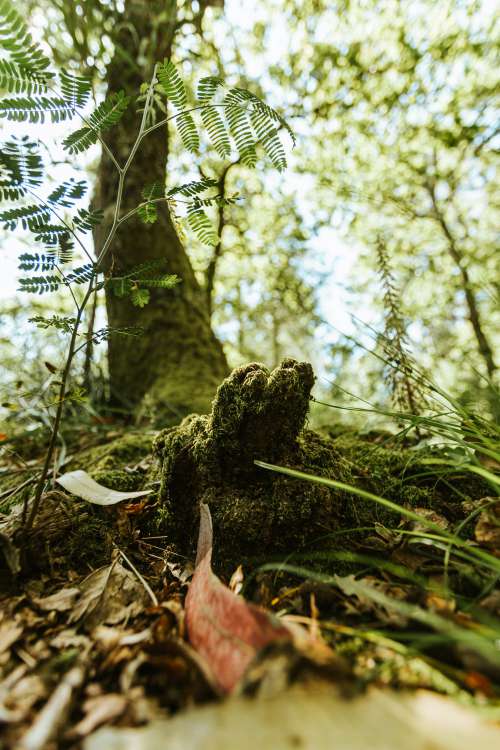 Close Up Moss Covered Treet Stump Photo