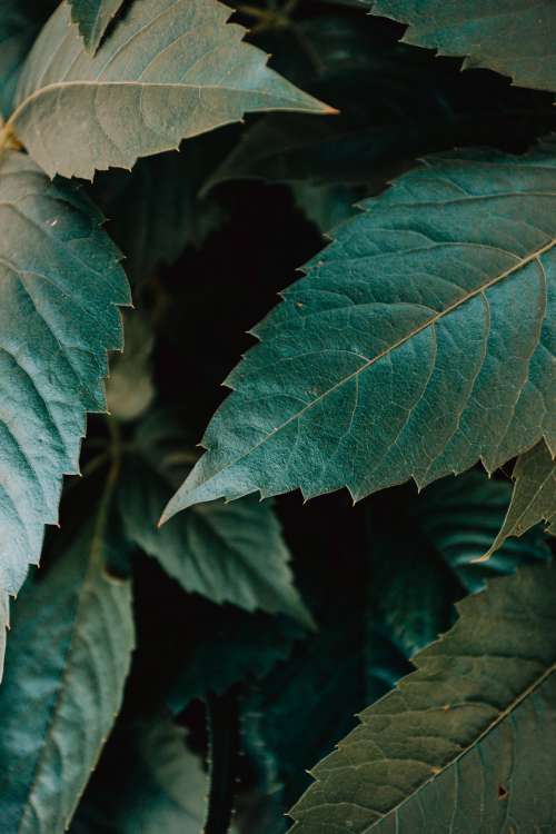 Close Up Of Blue And Green Leaves Photo