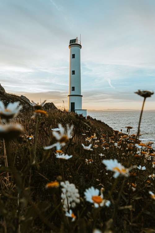 Lighthouse Surrounded By Daisies Photo