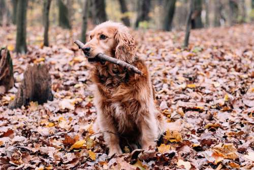 Red Golden Retriever in the forest 2