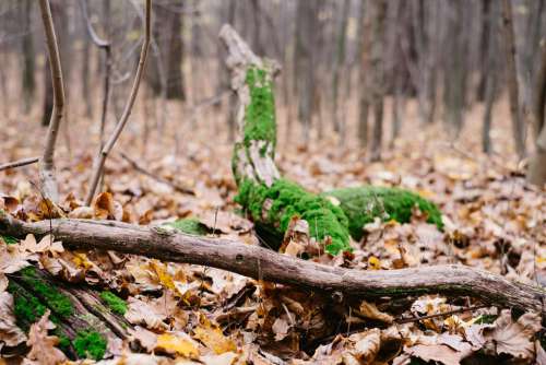 Fallen tree trunks covered in moss 3