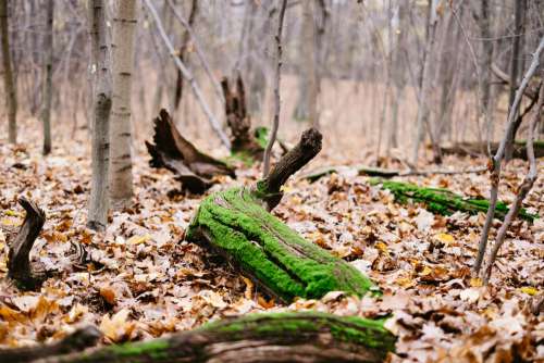 Fallen tree trunks covered in moss