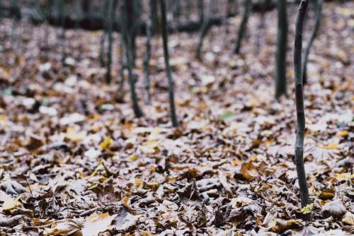 Late autumn forest 3