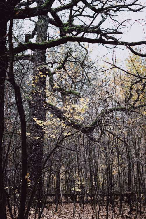 Late autumn forest 2