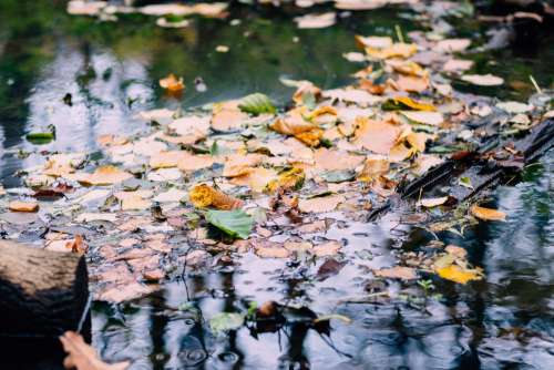 Fallen autumn leaves in a creek