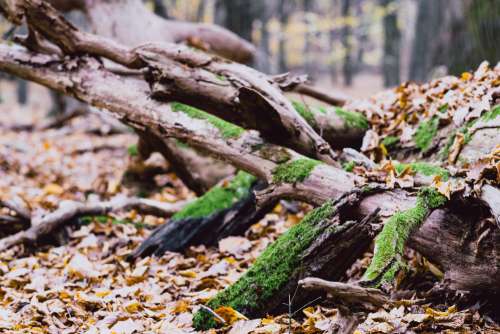 Fallen tree trunks covered in moss 4