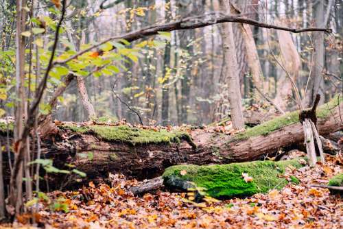 Fallen tree trunks covered in moss 5