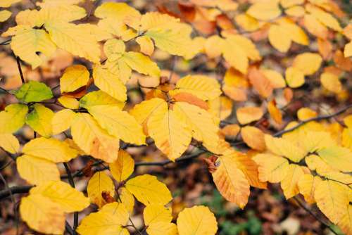 Autumn beech leaves