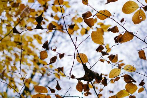 Autumn beech leaves 2