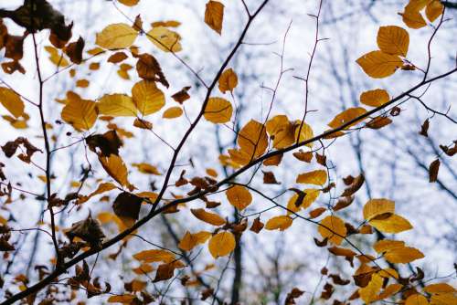Autumn beech leaves 3
