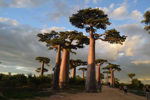baobab, environment, nature, beautiful landscape, cloud, bush, grass, people, greenery, green spaces, ecology, path, road